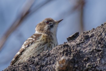 Japanese Pygmy Woodpecker 都立青山霊園 Sat, 2/24/2024