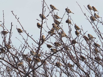 Eurasian Tree Sparrow 平塚田んぼ Sat, 2/24/2024