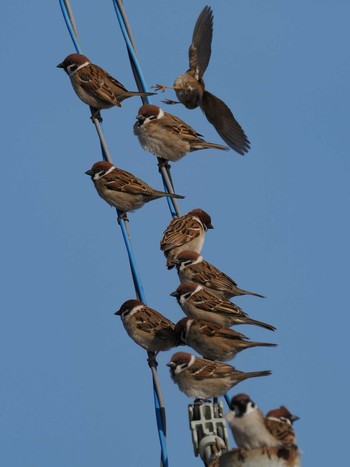 Eurasian Tree Sparrow 平塚田んぼ Sat, 2/24/2024