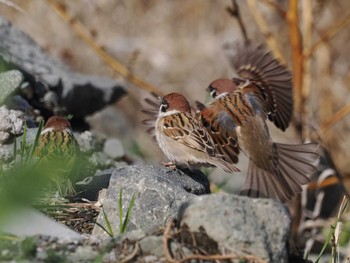 Eurasian Tree Sparrow 平塚田んぼ Sat, 2/24/2024