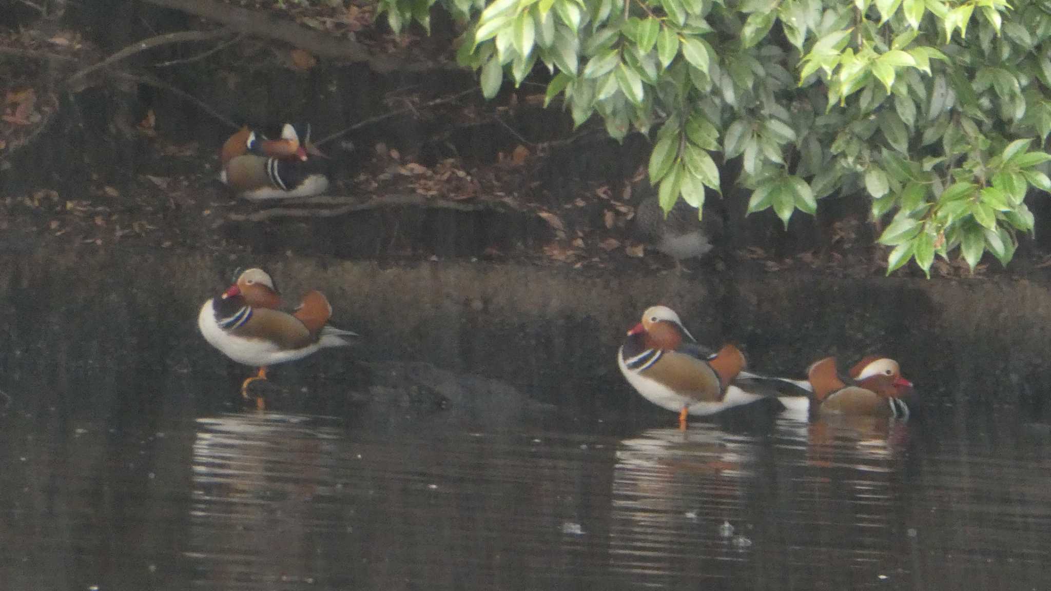 Photo of Mandarin Duck at Shinjuku Gyoen National Garden by こんぶ