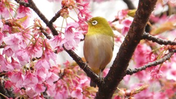 Warbling White-eye Shinjuku Gyoen National Garden Sun, 2/25/2024