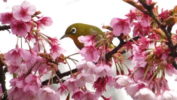 Warbling White-eye Shinjuku Gyoen National Garden Sun, 2/25/2024