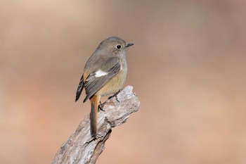 Daurian Redstart Maioka Park Sat, 2/24/2024