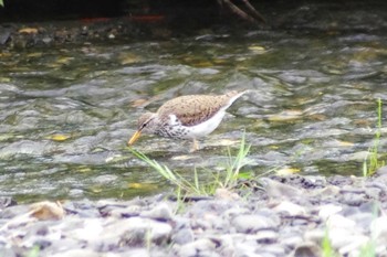 Spotted Sandpiper カナダ Sun Peaks Mon, 6/29/2015