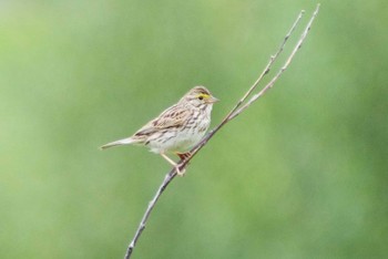 Savannah Sparrow カナダ Sun Peaks Mon, 6/29/2015