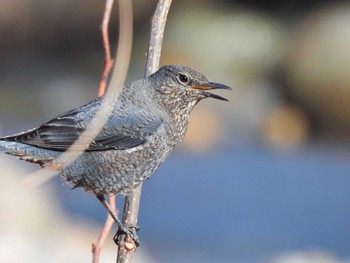 Blue Rock Thrush 菖蒲沢海岸 Wed, 2/1/2023