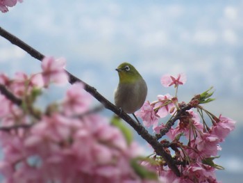 Warbling White-eye 神奈川県松田町 Sat, 2/24/2024