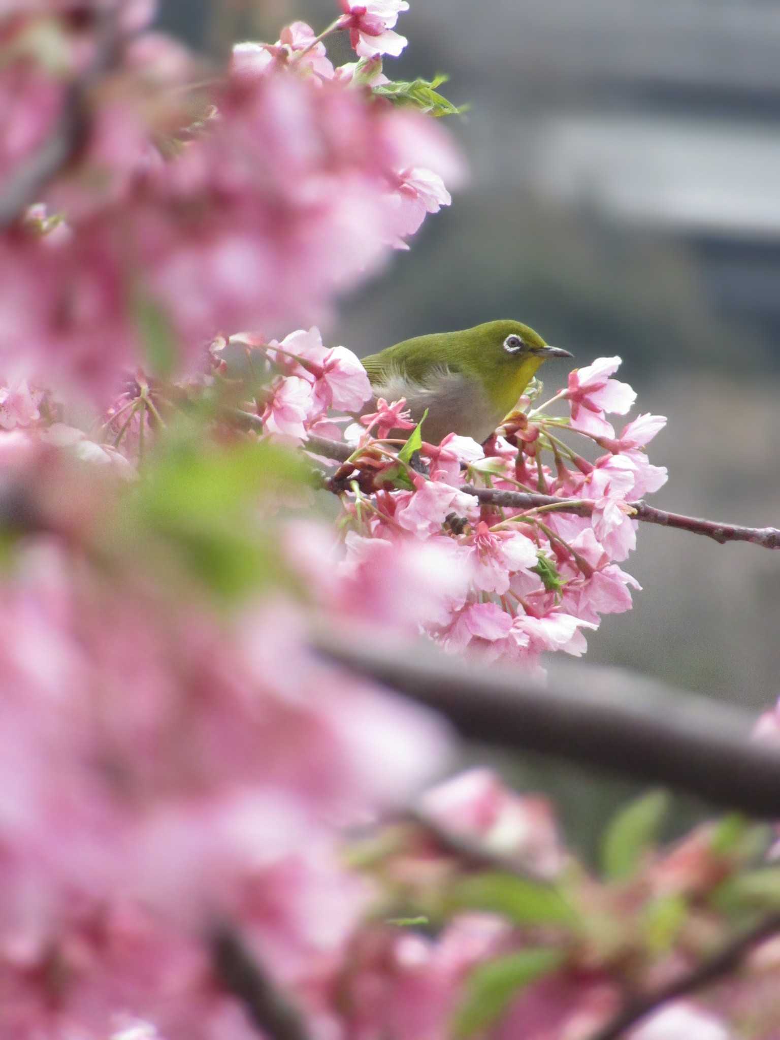 神奈川県松田町 メジロの写真 by kohukurou