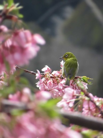 Warbling White-eye 神奈川県松田町 Sat, 2/24/2024