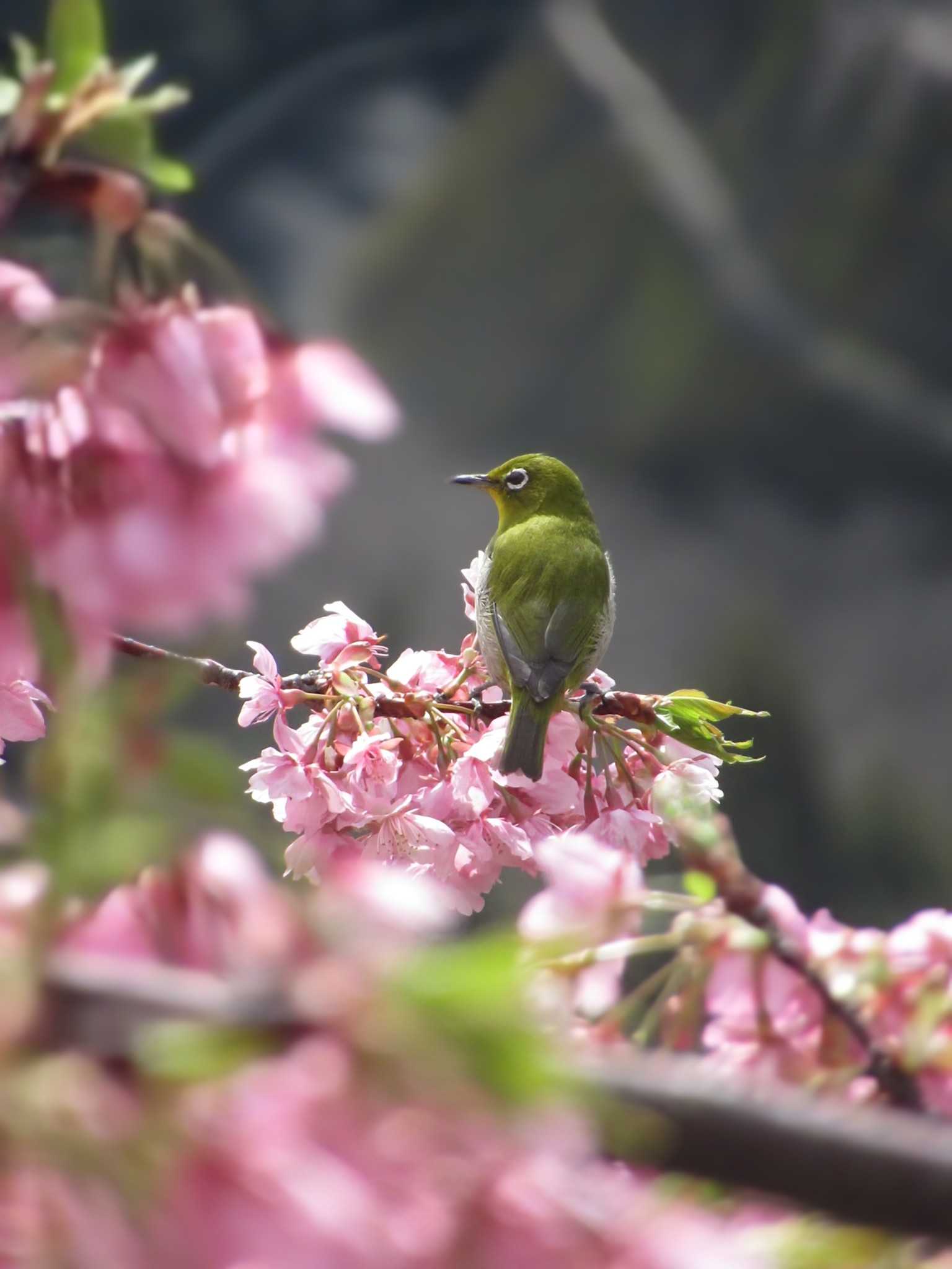 神奈川県松田町 メジロの写真 by kohukurou