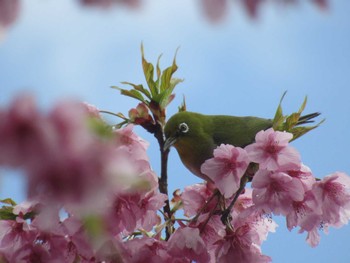 Warbling White-eye 神奈川県松田町 Sat, 2/24/2024