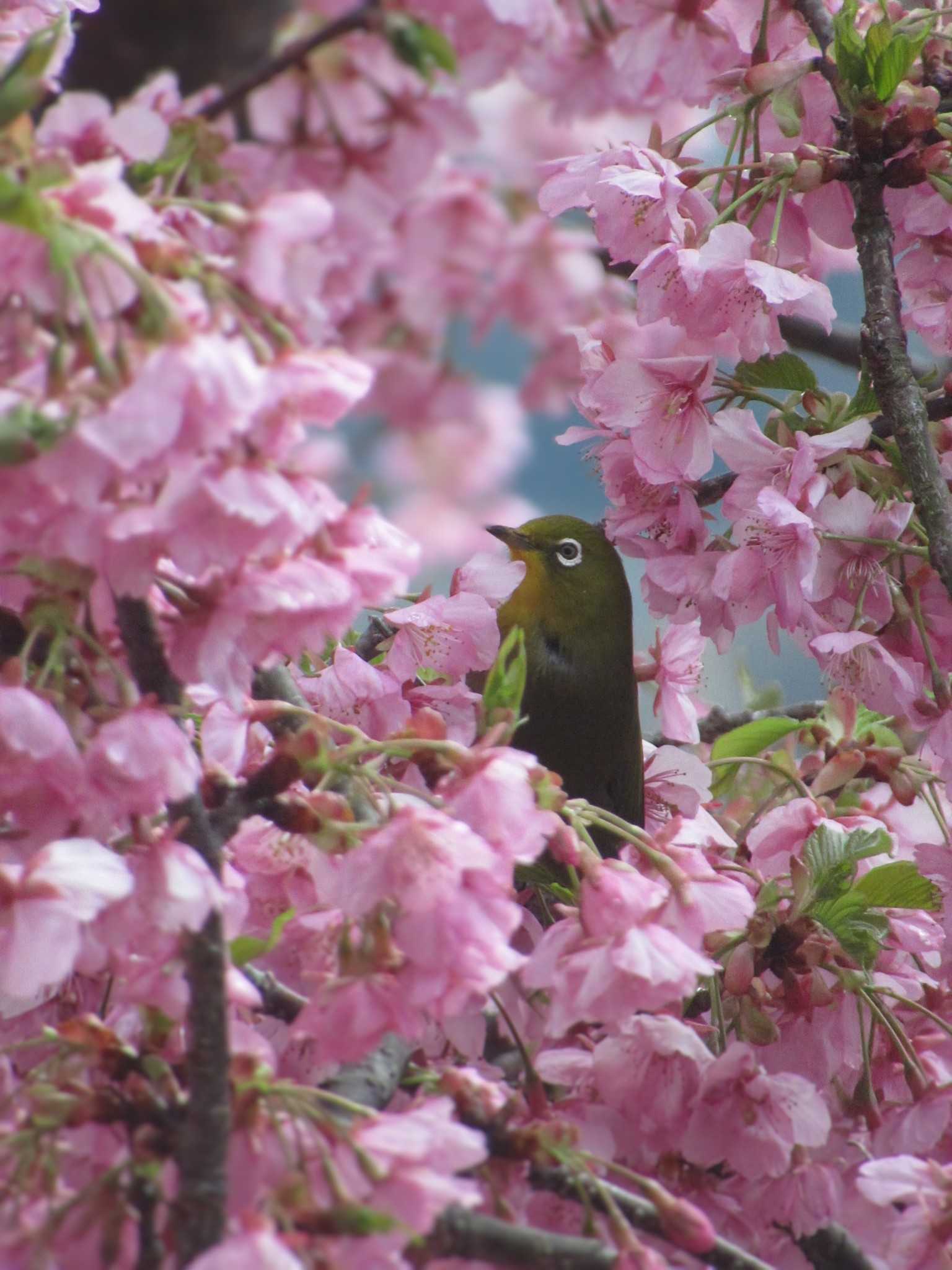 Photo of Warbling White-eye at 神奈川県松田町 by kohukurou