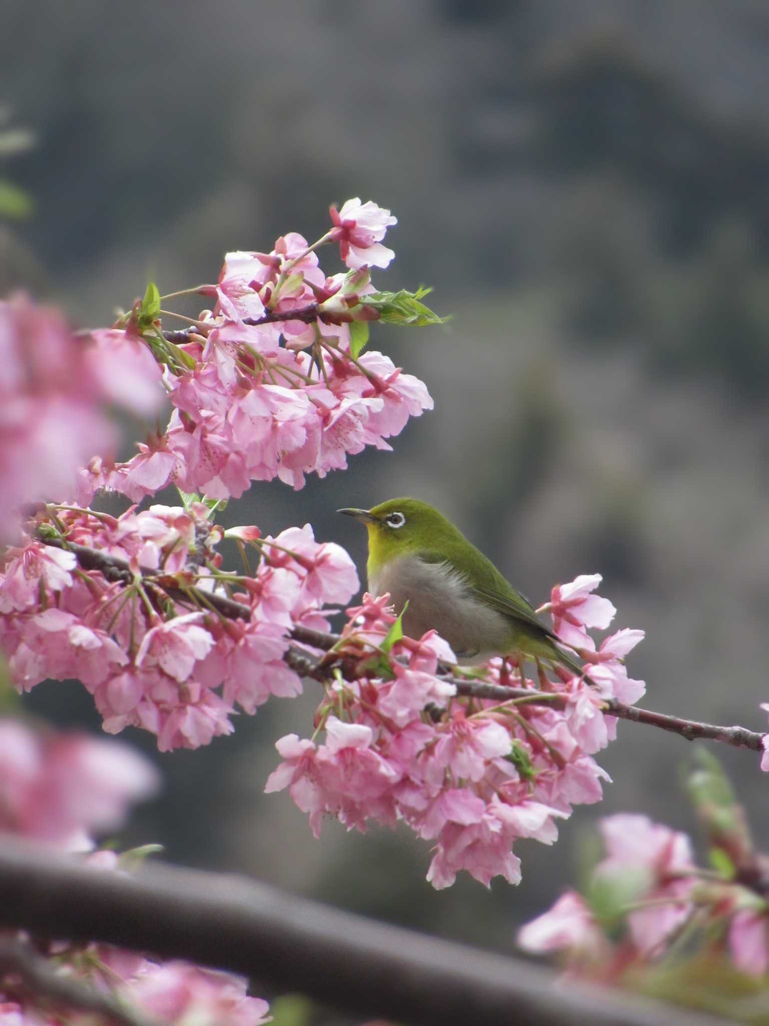 神奈川県松田町 メジロの写真 by kohukurou