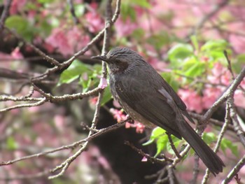 Brown-eared Bulbul 神奈川県松田町 Sat, 2/24/2024