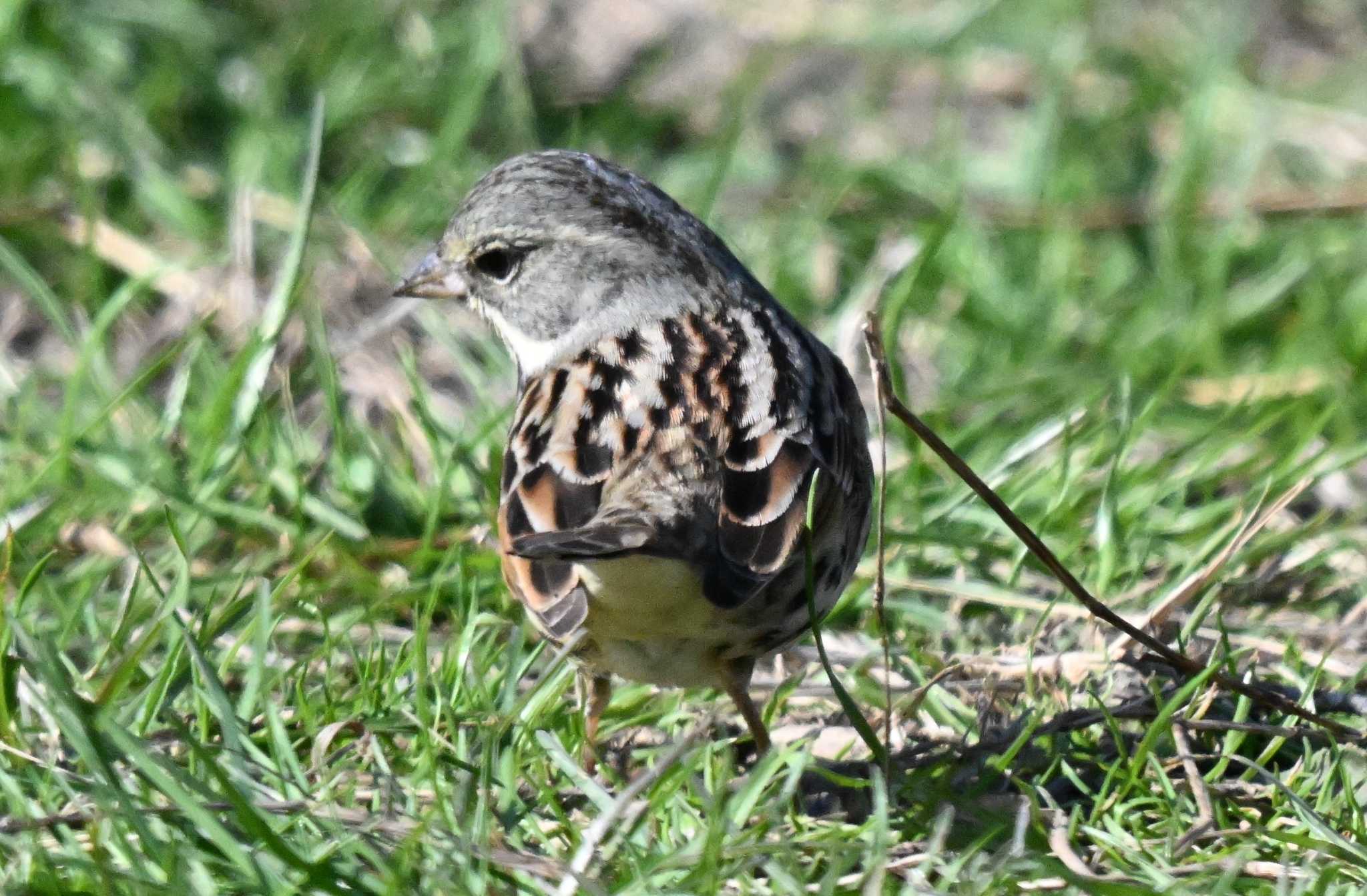 Black-faced Bunting