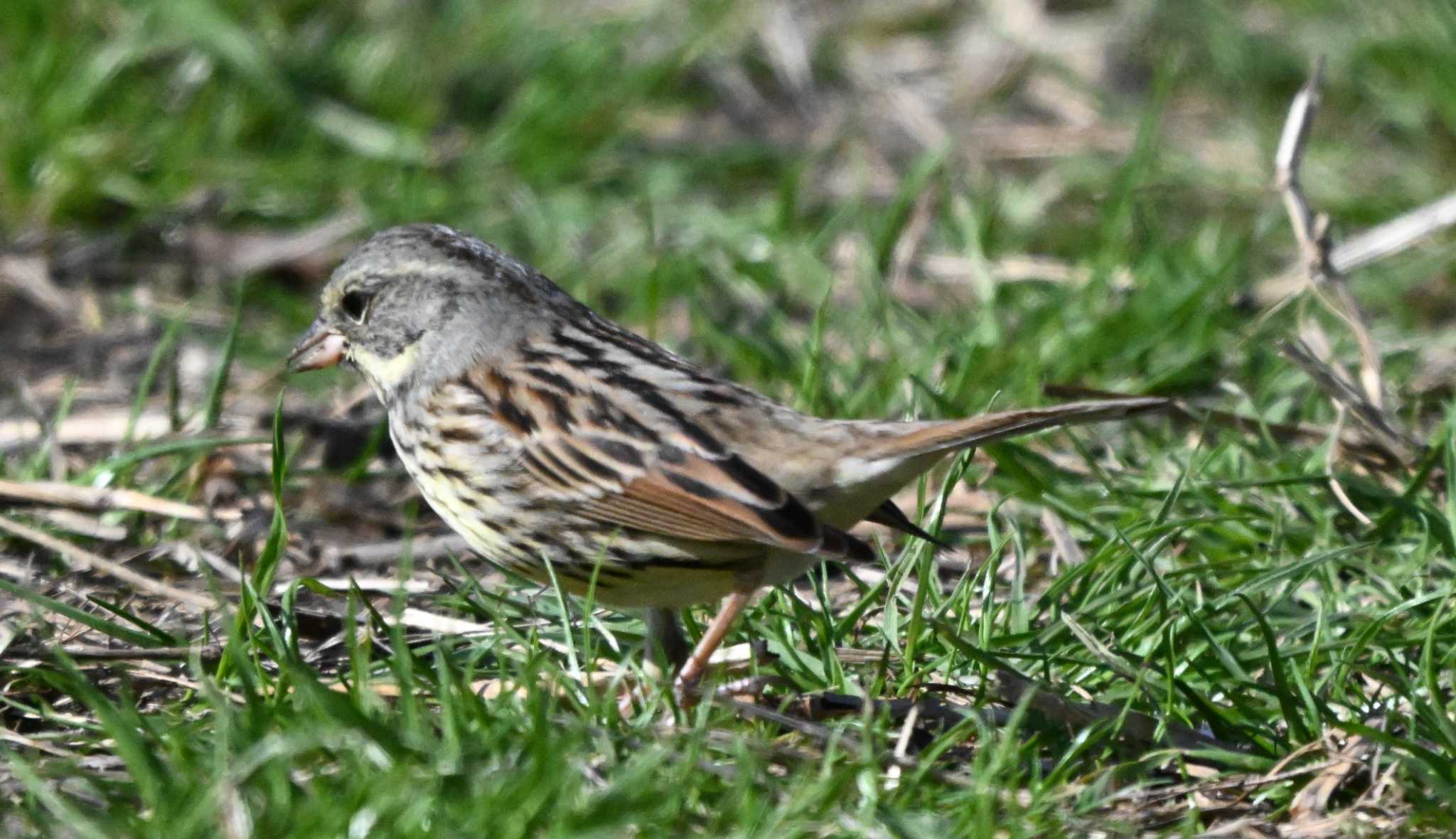 Black-faced Bunting