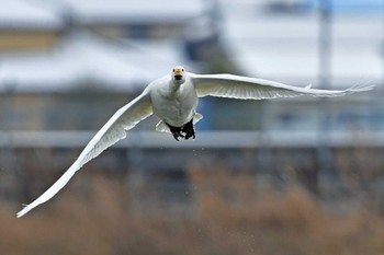 コハクチョウ 大沼(宮城県仙台市) 2024年2月24日(土)