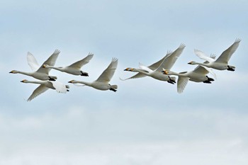 Tundra Swan 大沼(宮城県仙台市) Sat, 2/24/2024