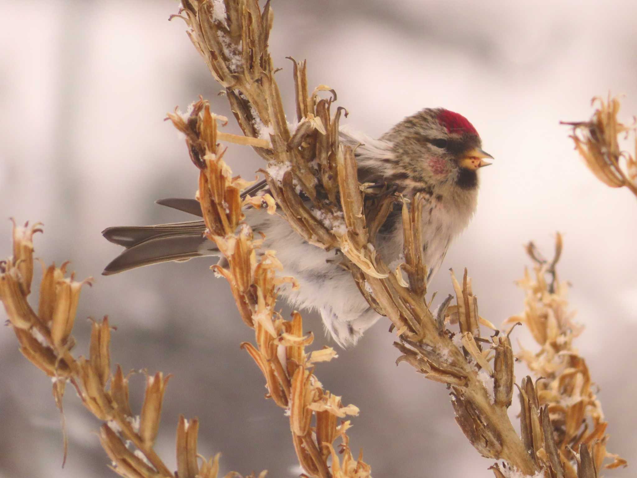 Common Redpoll