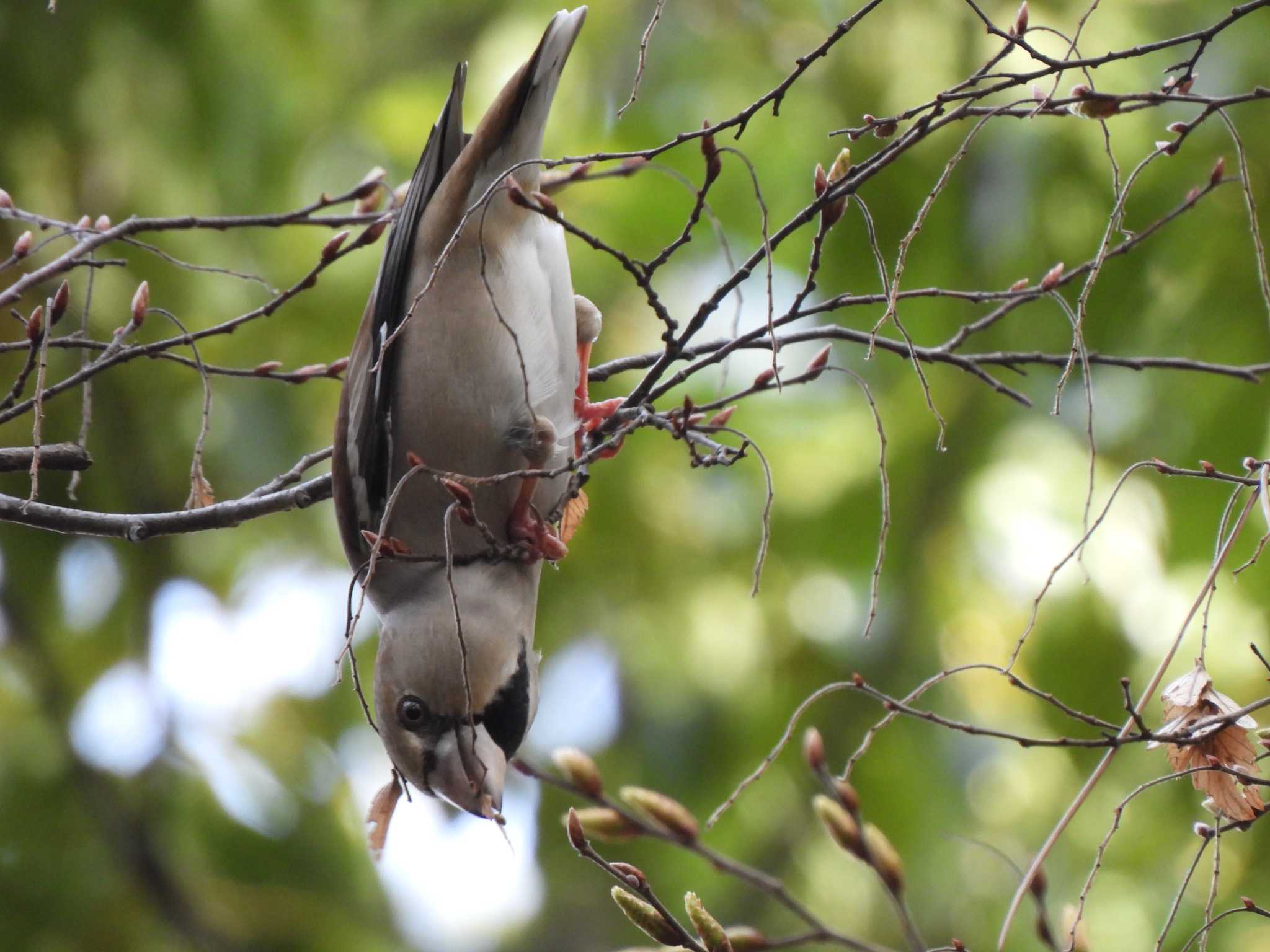 Hawfinch