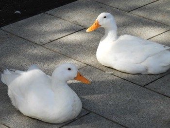 Domestic duck 平塚八幡宮 Tue, 2/20/2024