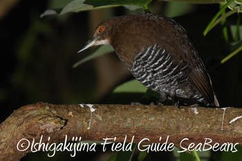 Slaty-legged Crake Ishigaki Island Thu, 11/29/2018