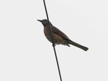 2023年5月23日(火) 漫湖公園の野鳥観察記録