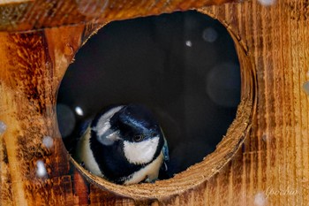 シジュウカラ 西湖野鳥の森公園 2024年2月23日(金)