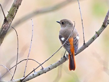 Daurian Redstart Unknown Spots Sat, 1/27/2024