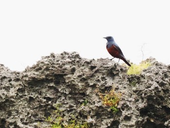 Blue Rock Thrush Miyako Island Tue, 5/23/2023