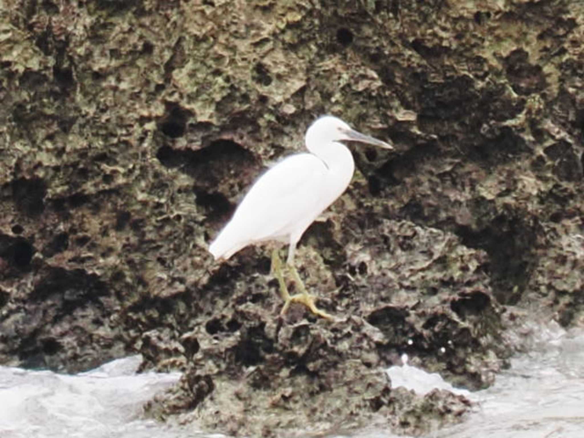 Pacific Reef Heron