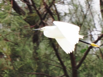 Little Egret Miyako Island Tue, 5/23/2023