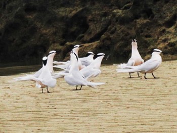 Black-naped Tern Miyako Island Tue, 5/23/2023