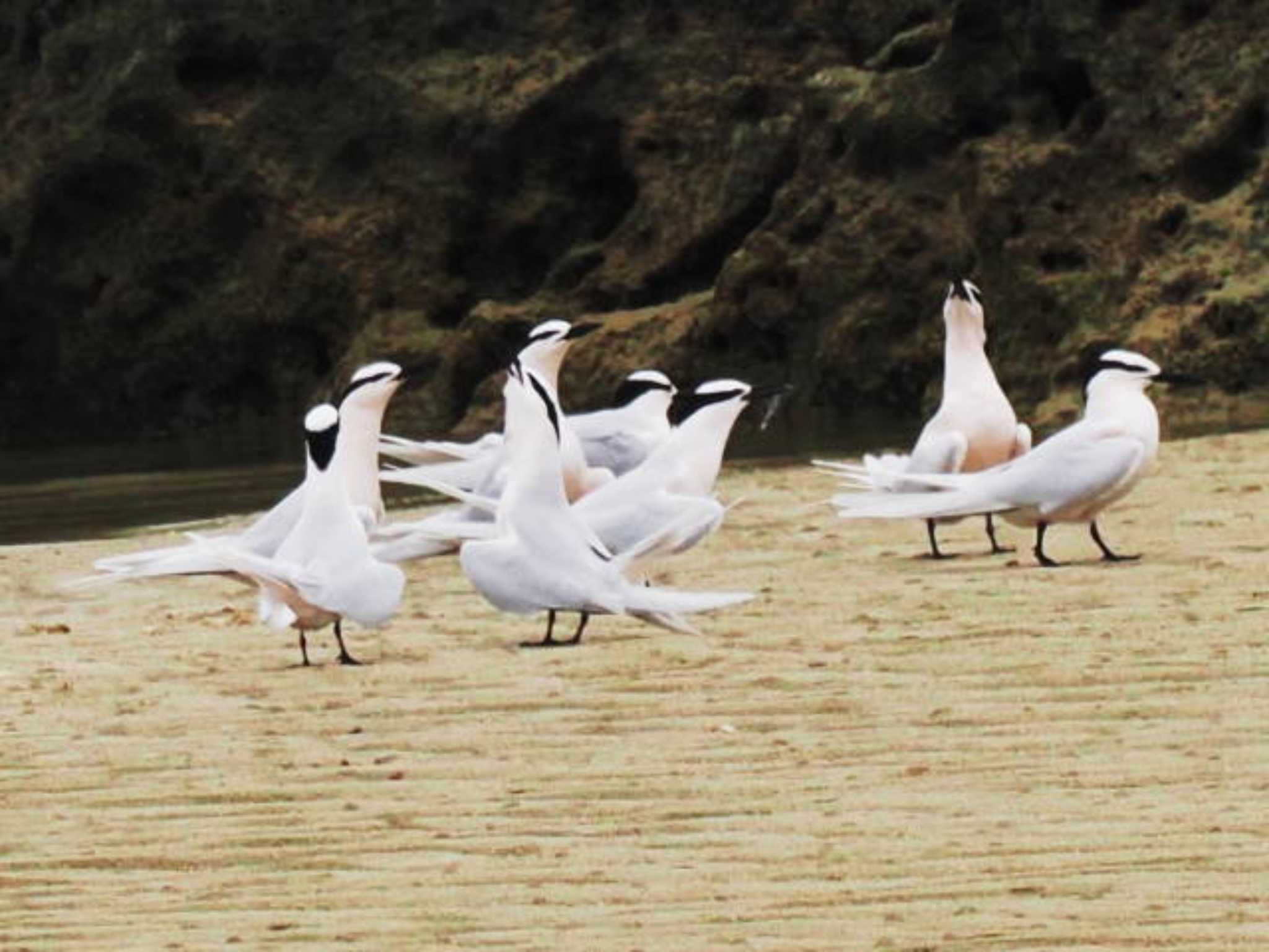 Black-naped Tern