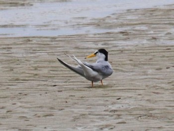 Little Tern Miyako Island Tue, 5/23/2023