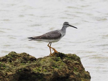 Grey-tailed Tattler Miyako Island Tue, 5/23/2023