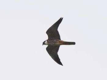 Peregrine Falcon Miyako Island Tue, 5/23/2023