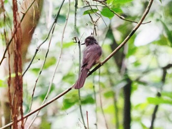 リュウキュウヒヨドリ 宮古島(沖縄県) 2023年5月23日(火)