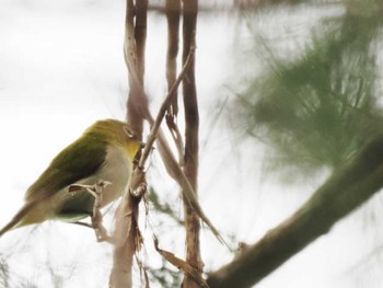 Japanese White-eye(loochooensis) Miyako Island Tue, 5/23/2023