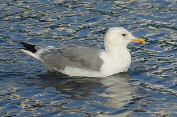 セグロカモメ 高島水際線公園 2018年11月29日(木)