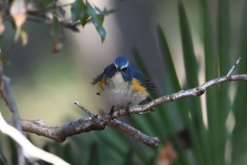 ルリビタキ 井頭公園 2024年1月13日(土)