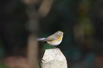 ルリビタキ 井頭公園 2024年1月13日(土)