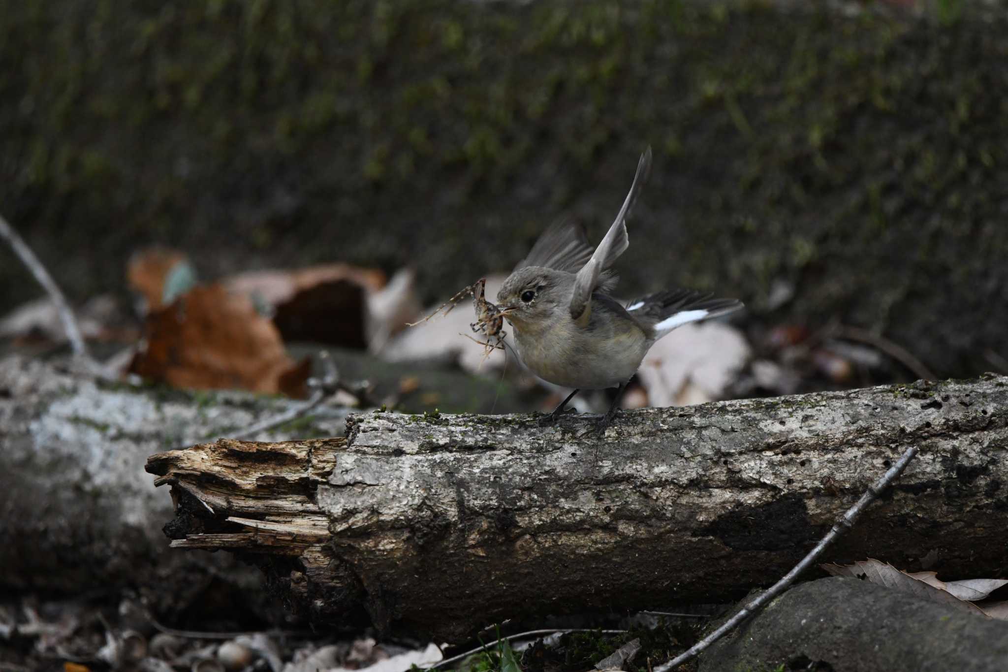 井頭公園 ニシオジロビタキの写真 by すずめのお宿