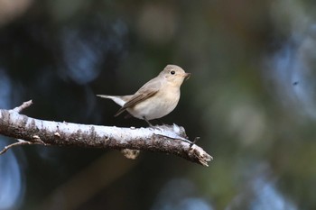 ニシオジロビタキ 井頭公園 2024年1月13日(土)