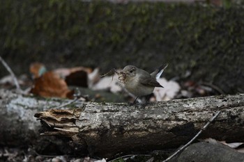 ニシオジロビタキ 井頭公園 2024年1月13日(土)