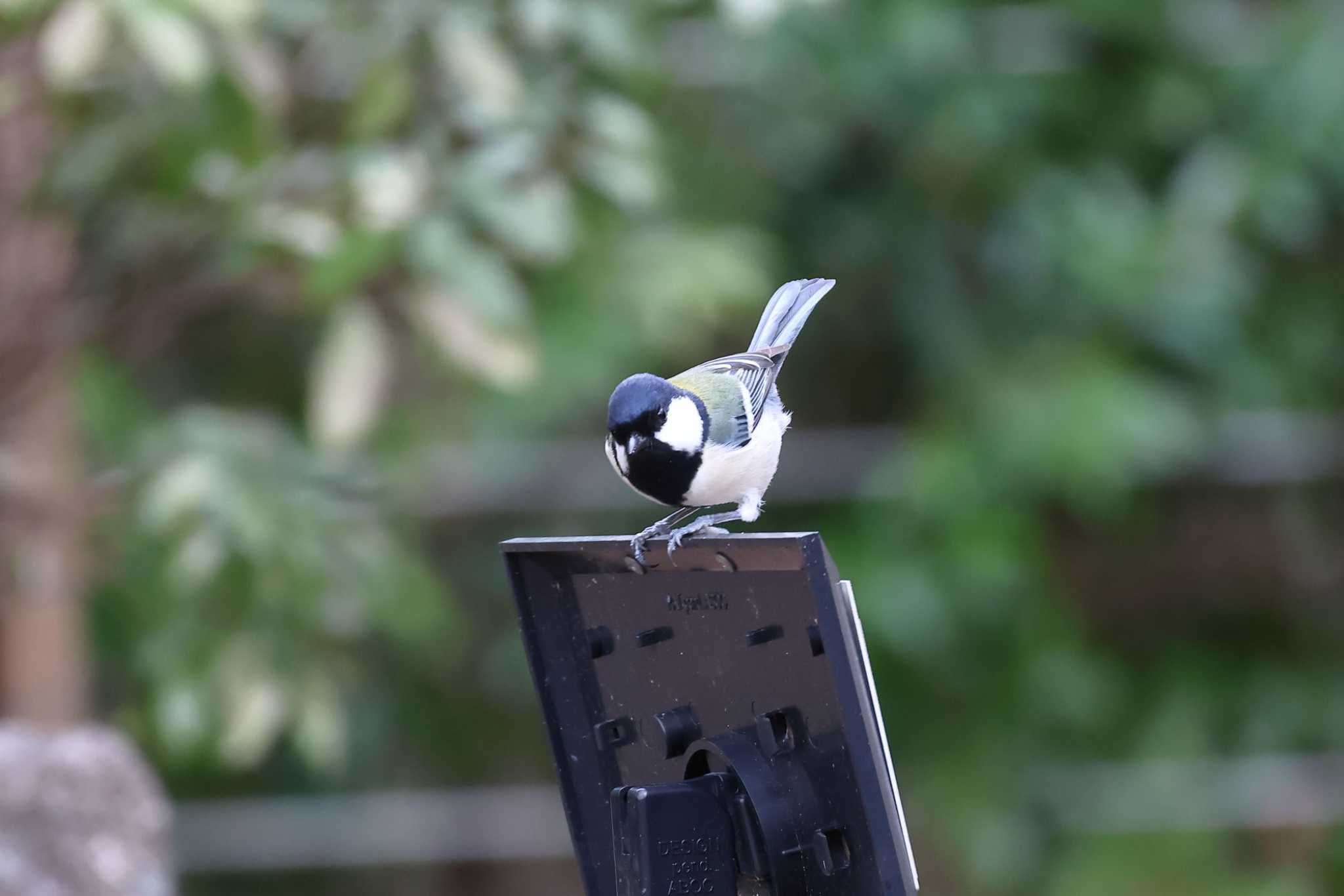 Photo of Japanese Tit at Arima Fuji Park by いわな