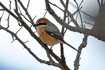 Bull-headed Shrike 大沼(宮城県仙台市) Sat, 2/24/2024