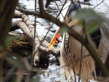 Grey Heron Hattori Ryokuchi Park Sat, 2/24/2024