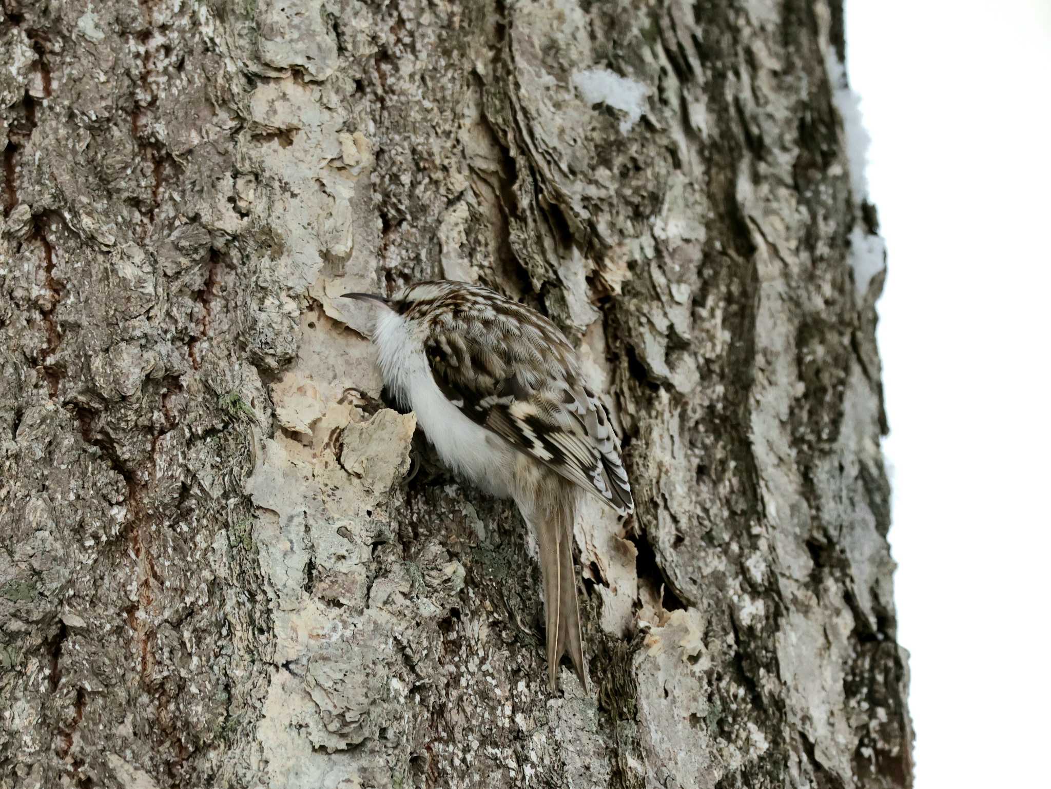 西岡公園(西岡水源地) キバシリの写真